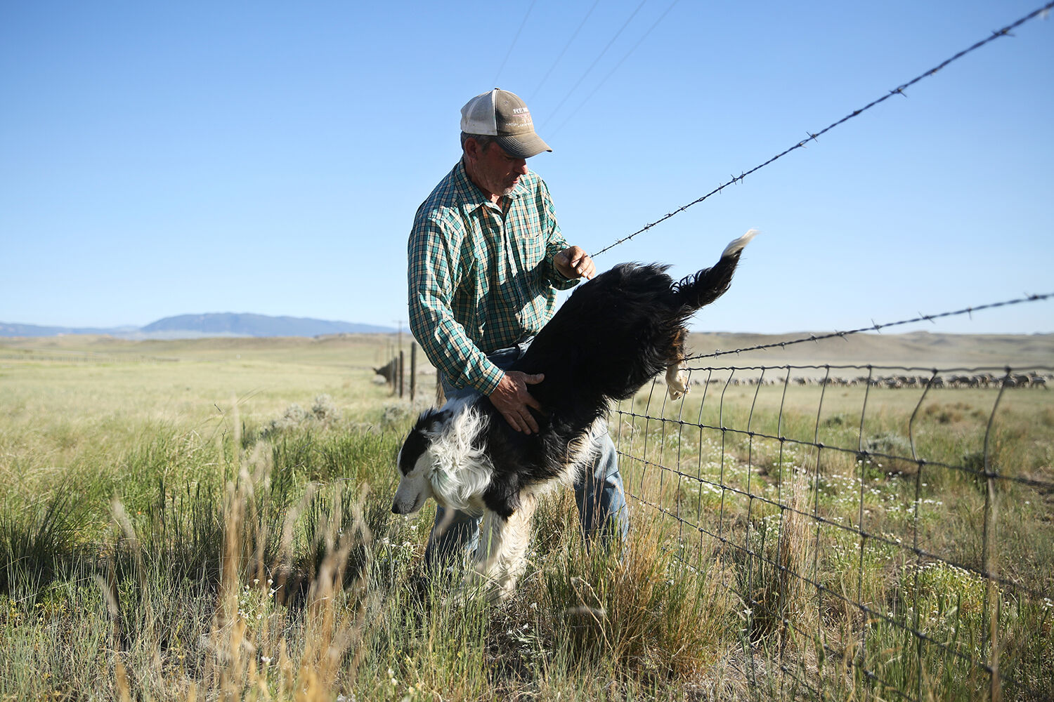 Mike pulls one of the dogs through the fence wires